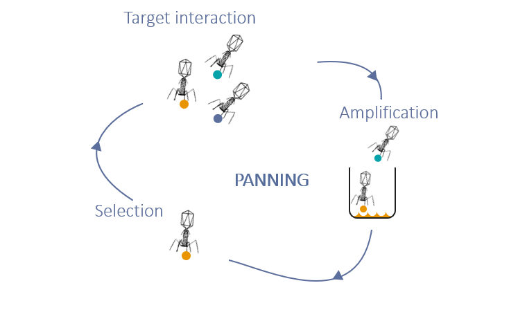 VHH Clone Selection VHH Panning