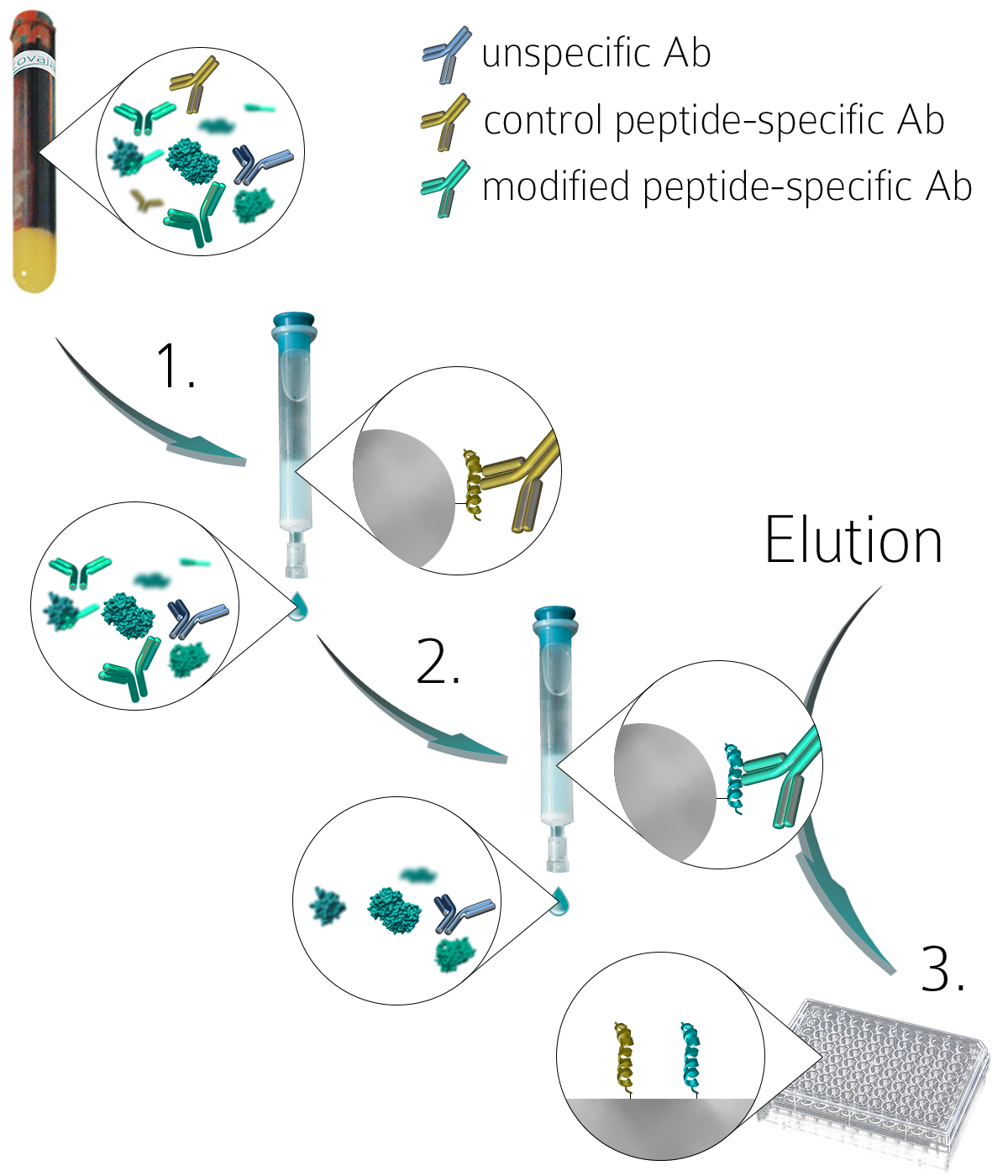 Anti-PTM antibodies purification procedure