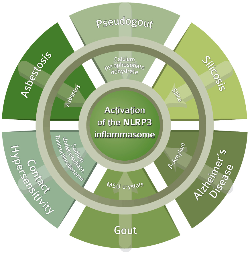 Innate Immunity Diseases