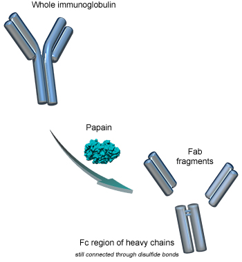 Papain digestion of immunoglobulins