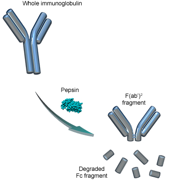 Pepsin digestion of immunoglobulins Pepsin digestion of immunoglobulins