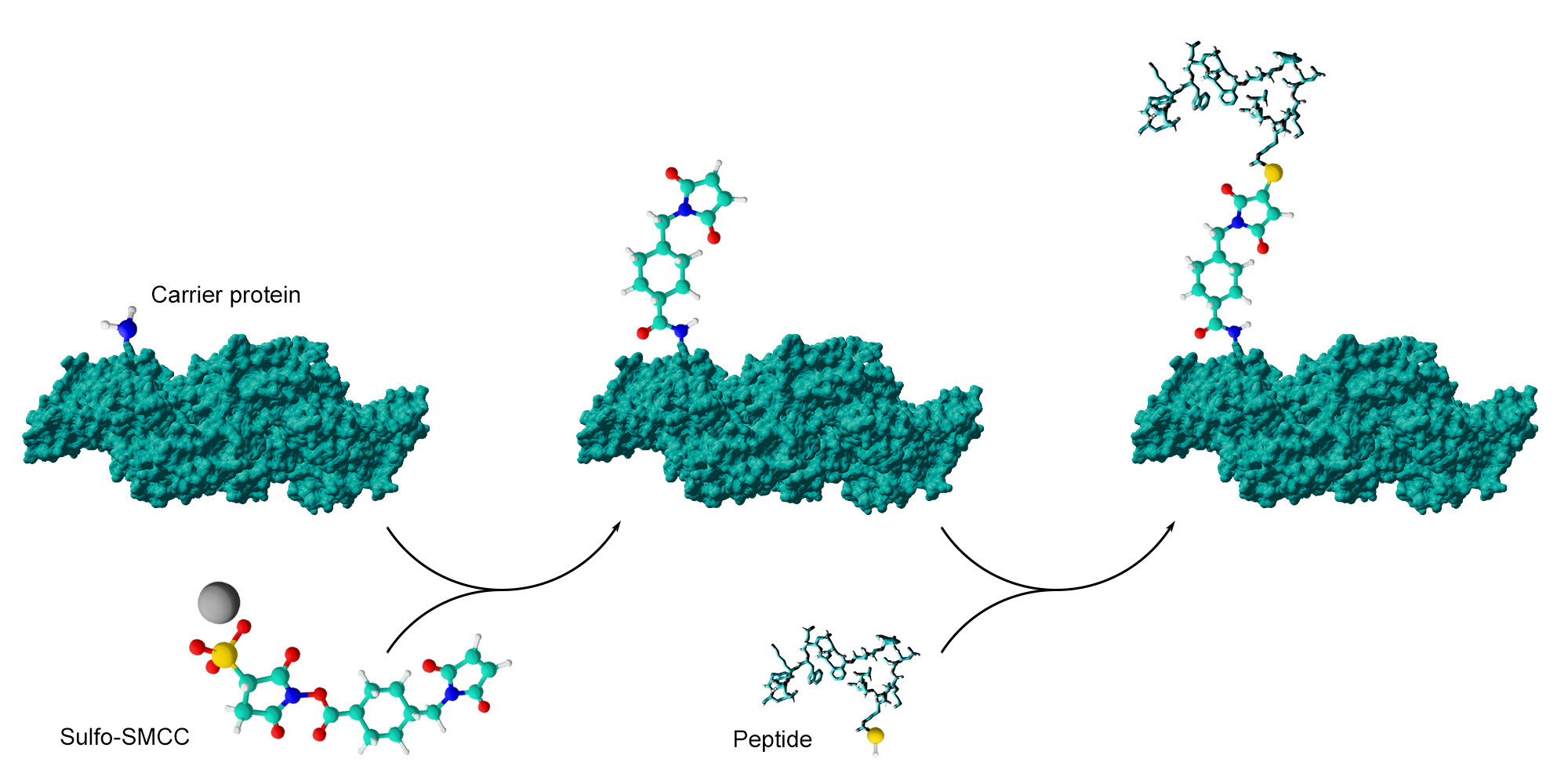Peptide-Carrier protein conjugation via Sulfo-SMCC Peptide conjugation