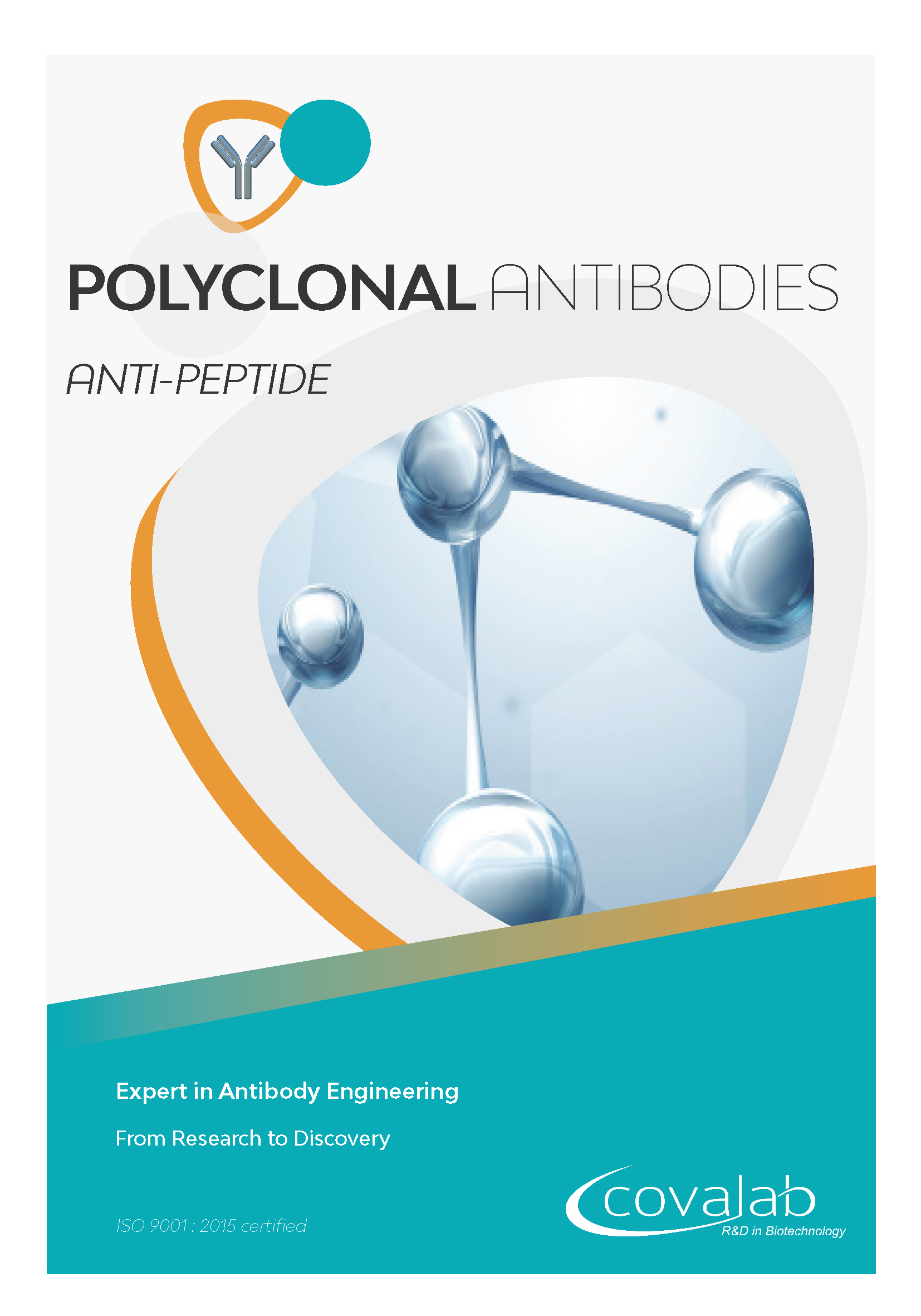 Custom anti-peptide polyclonal antibodies