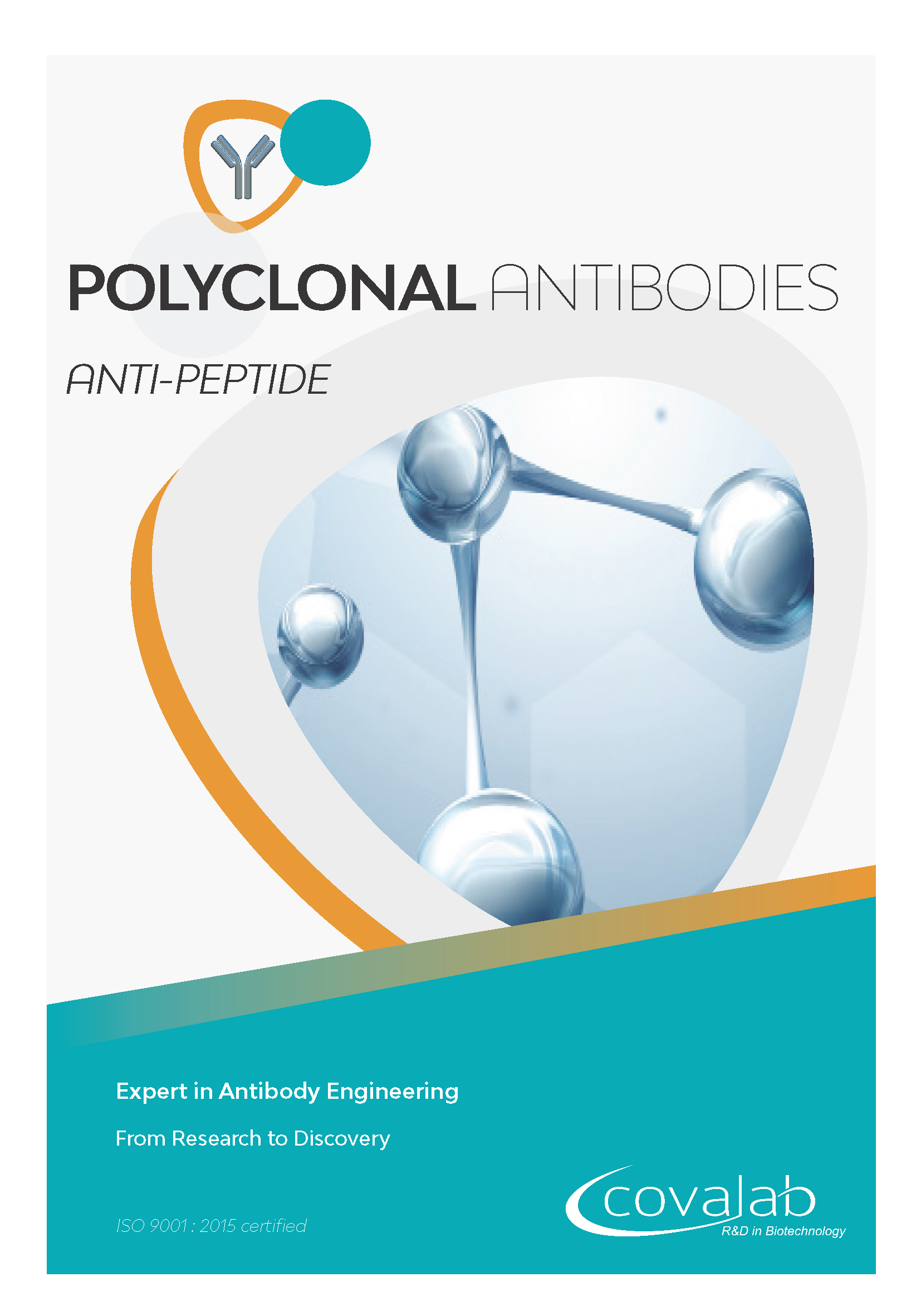Learn more about our custom anti-peptide polyclonal antibody development service Custom anti-peptide polyclonal antibodies