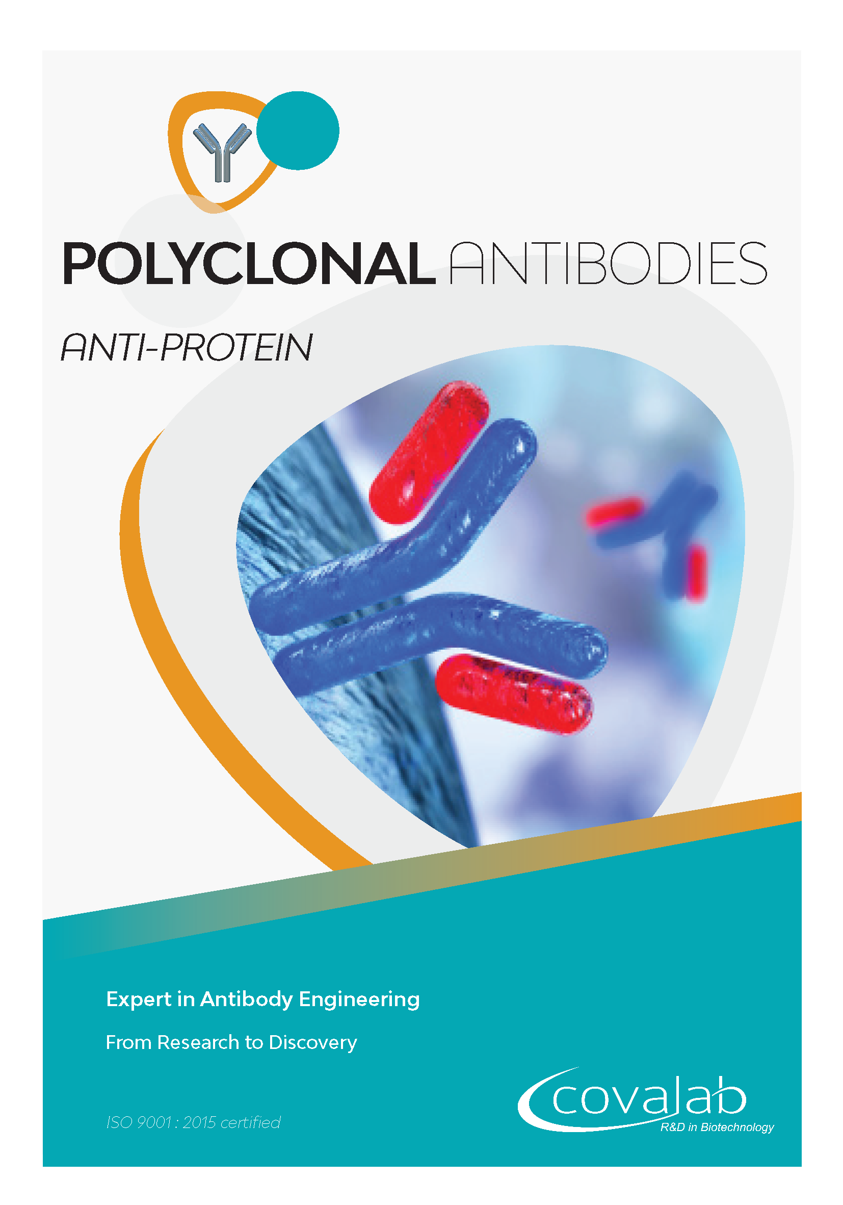 Custom anti-protein polyclonal antibodies