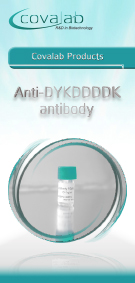 Anti-DYKDDDDK epitope antibodies