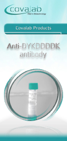Our anti-DYKDDDDK epitope antibodies have a very low background as well as a high sensitivity and specificity for FLAG®-tagged proteins! Anti-DYKDDDDK epitope antibodies