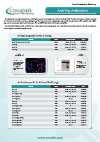Learn more about our antibodies directed against common tag epitopes Anti-tag antibodies from Covalab
