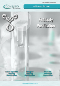 Custom antibody purification