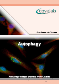 Our Autophagy-related products Autophagy signalling pathway