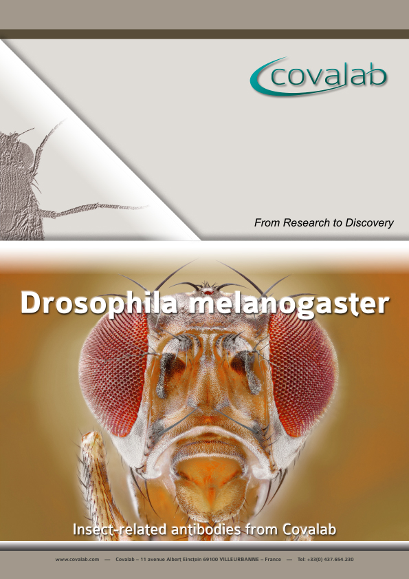 Covalab antibodies directed against proteins from D. melanogaster