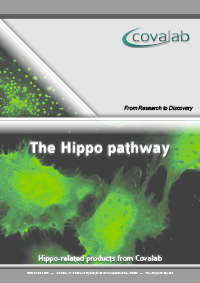 Our Hippo-related products Hippo signalling pathway
