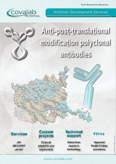 Learn more about our custom anti-post-translational modifications polyclonal antibody development service Custom anti-PTM polyclonal antibodies