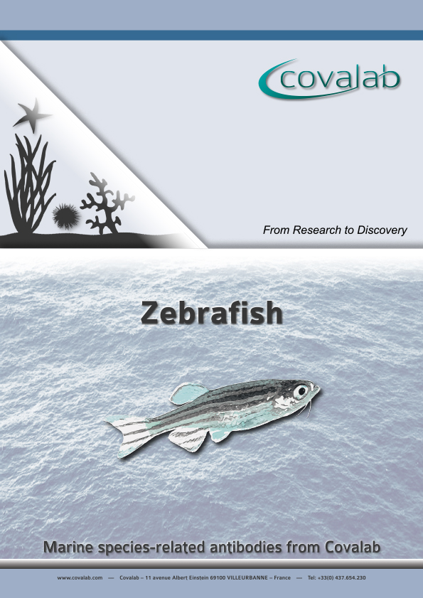 Covalab antibodies directed against proteins from D. rerio