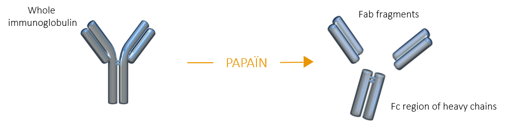 Papaine fragmentation