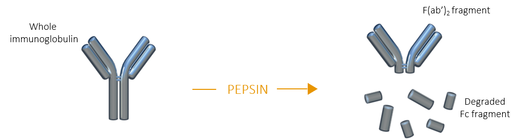 Pepsin fragmentation