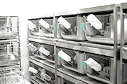 Animals are housed in our own facilities Animal housing