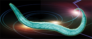 Caenorhabditis elegans - The worm
