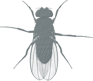 Drosophila melanogaster