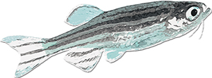 Danio rerio - The zebrafish