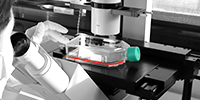 Large-scale monoclonal antibody production service Monoclonal antibody production