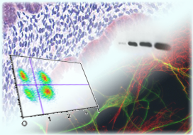 Labelled antibody-based applications