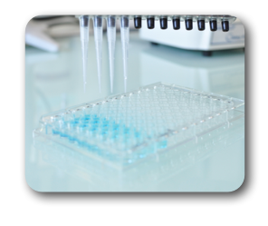 Transglutaminase Assays