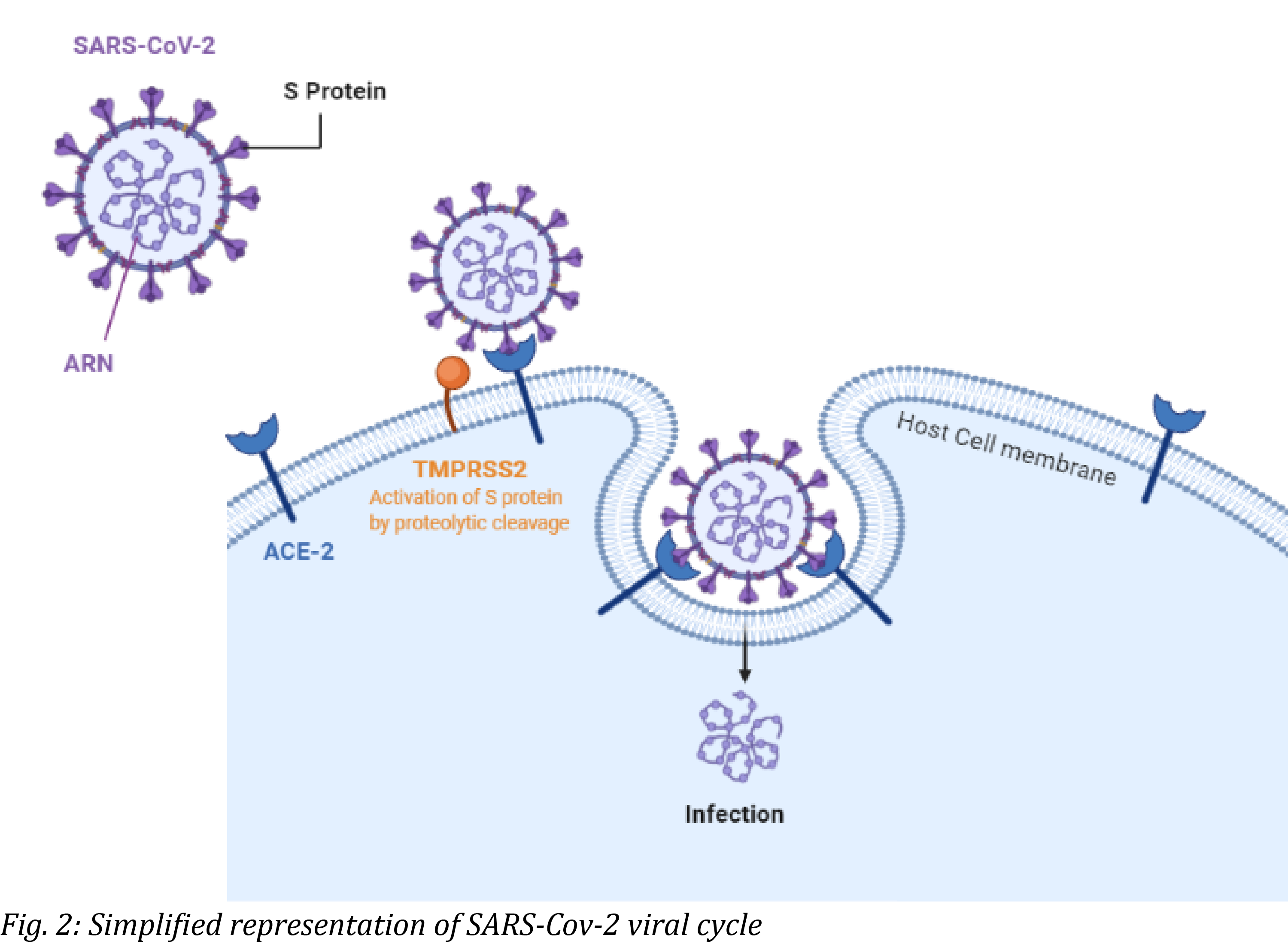 sars viral cycle