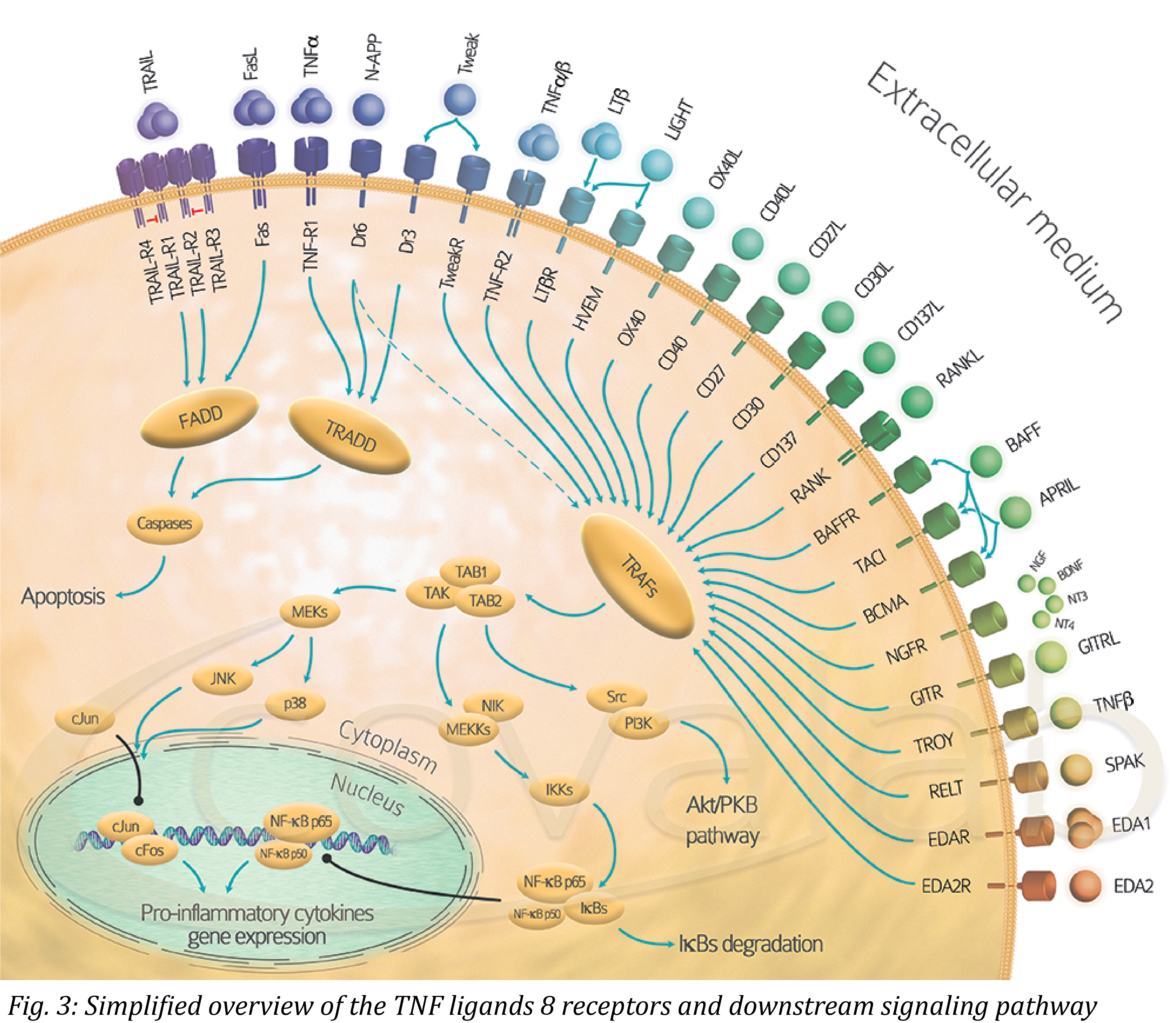 tnf pathway