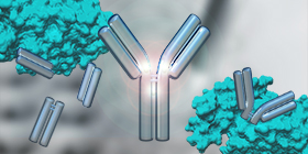 Antibody Fragmentation