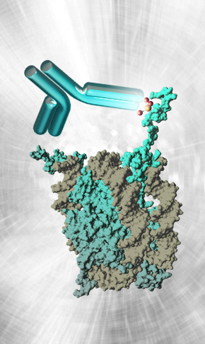 Anti-PTM polyclonal antibodies