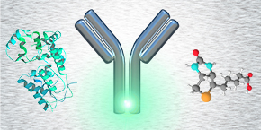 Antibody Labelling