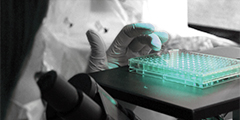 Looking for growing cells Hybridomas screening