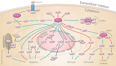 PI3K / AKT / mTOR signalling pathway