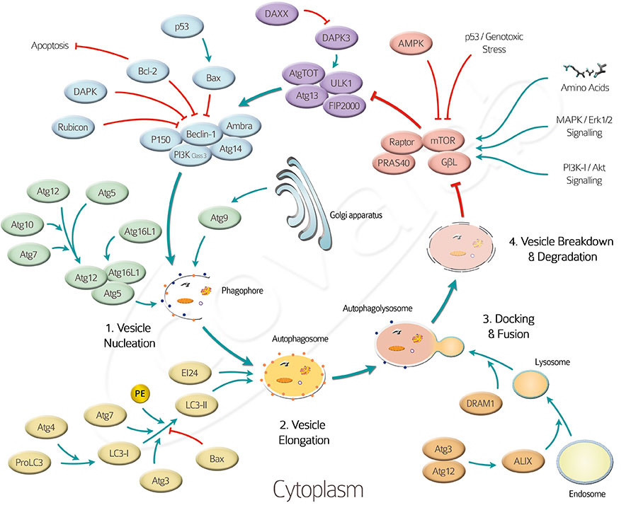 Autophagy interactive pathway