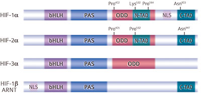 HIF variants