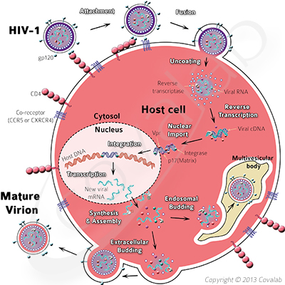Virology - Focus - Covalab Biotechnology
