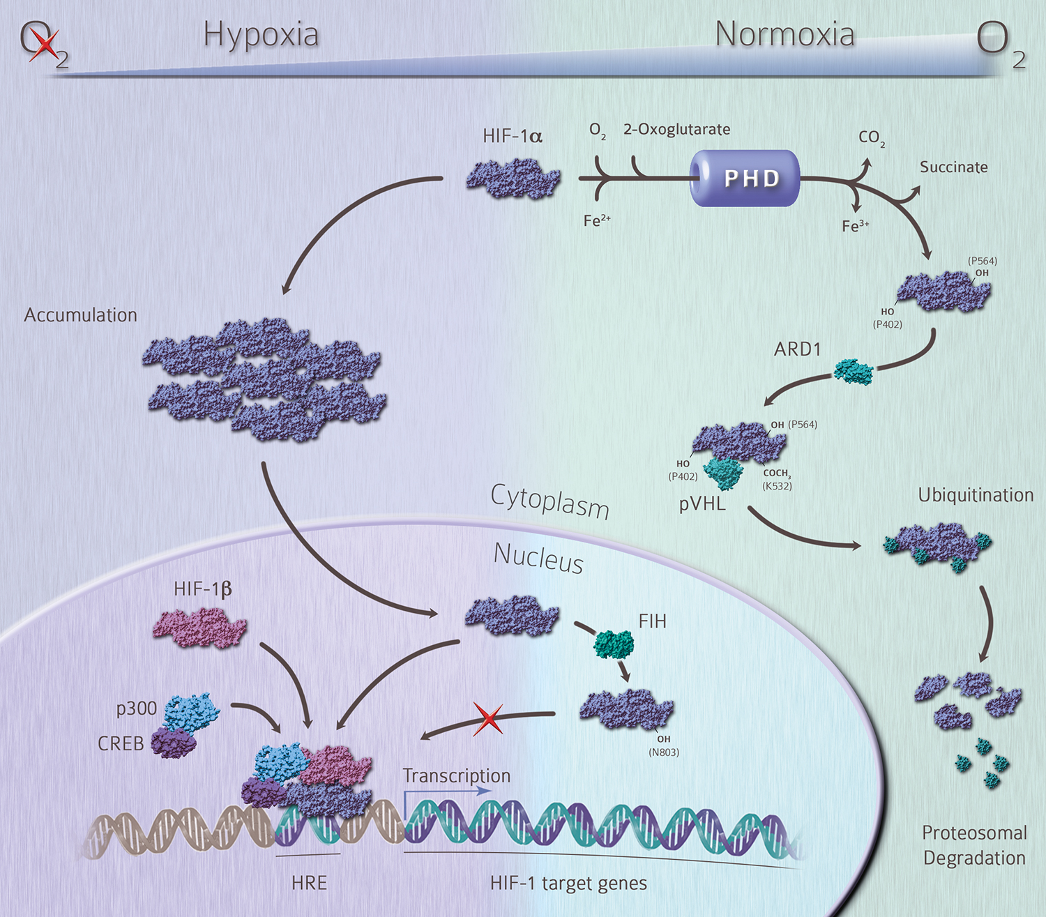 Hypoxia signalling pathway