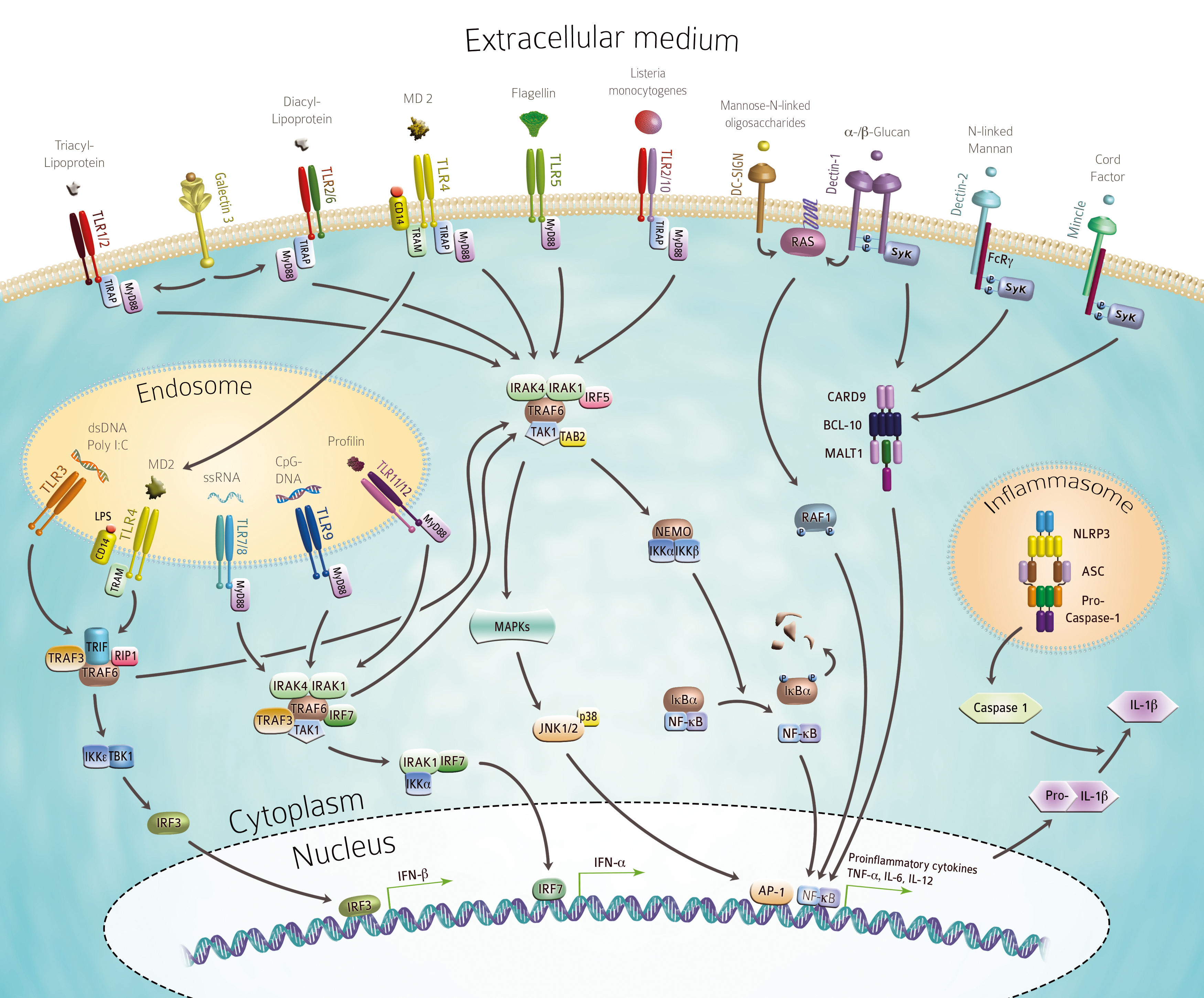 Mengenal Apa Itu Innate Immunity Dan Cara Kerjanya | Porn Sex Picture