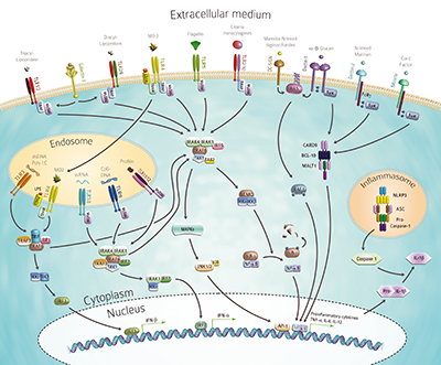 Innate Immunity pathway