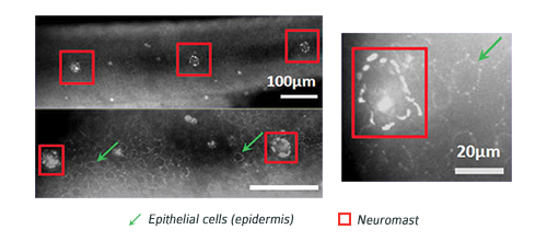 Developing D. rerio - Anti-COL4A3 antibody IF staining