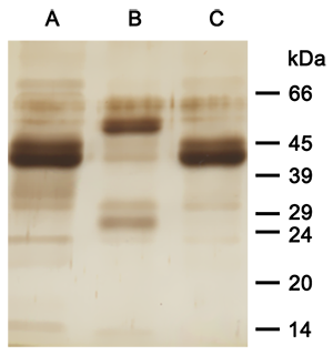 Control of antibody puification by SDS-PAGE SDS-PAGE
