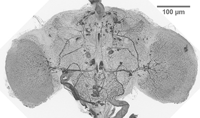 D. mel. whole brain section — anti-Tdc2 antibody staining D. mel. whole brain section — anti-Tdc2 antibody staining