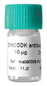 Anti-DYKDDDDK epitope antibody